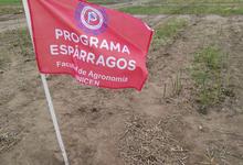 Agronomía impulsa la producción y consumo de hortalizas 