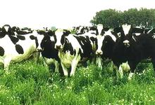 Ganadería bovina en Veterinarias y producción ganadera en Agronomía