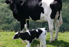 Ciencias Veterinarias: Pautas para la reproducción bovina