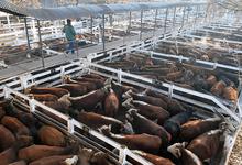 Diplomatura Superior en sistemas de Producción Ganadera