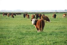 Veterinarias: sistemas de cría y engorde a pasto