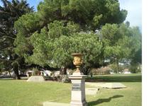 Dos árboles con historia en el Parque Municipal azuleño