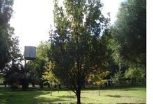 Dos árboles con historia en el Parque Municipal azuleño