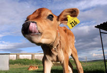 Genética bovina