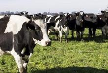 Referentes de Veterinarias de UNICEN junto a la ganadería bovina