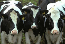 Ciencias Veterinarias y Asociación Criadores de Holando acceden a evaluación internacional