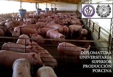 Diplomatura Universitaria Superior en Producción Porcina