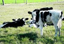 Veterinarias: Mejora genética en ganadería lechera