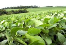 Aportes técnicos de referentes de Agronomía en Canal Rural