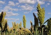 Charlas en Azul sobre el sorgo 