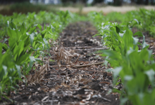 Suelos: Aportes de referentes de Agronomía en Canal Rural