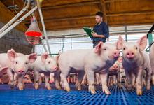 Maestría en Gestión Integral de Granjas Porcinas de Veterinarias