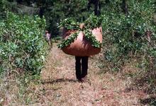 Investigador de Exactas trabaja en método para determinar humedad en yerba sapecada